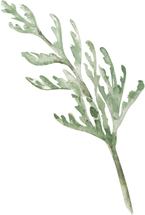 Watercolor Floral Element White Cedar Branch